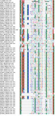 Deletion of the Loop Linking Two Domains of Exo-Inulinase InuAMN8 Diminished the Enzymatic Thermo-Halo-Alcohol Tolerance